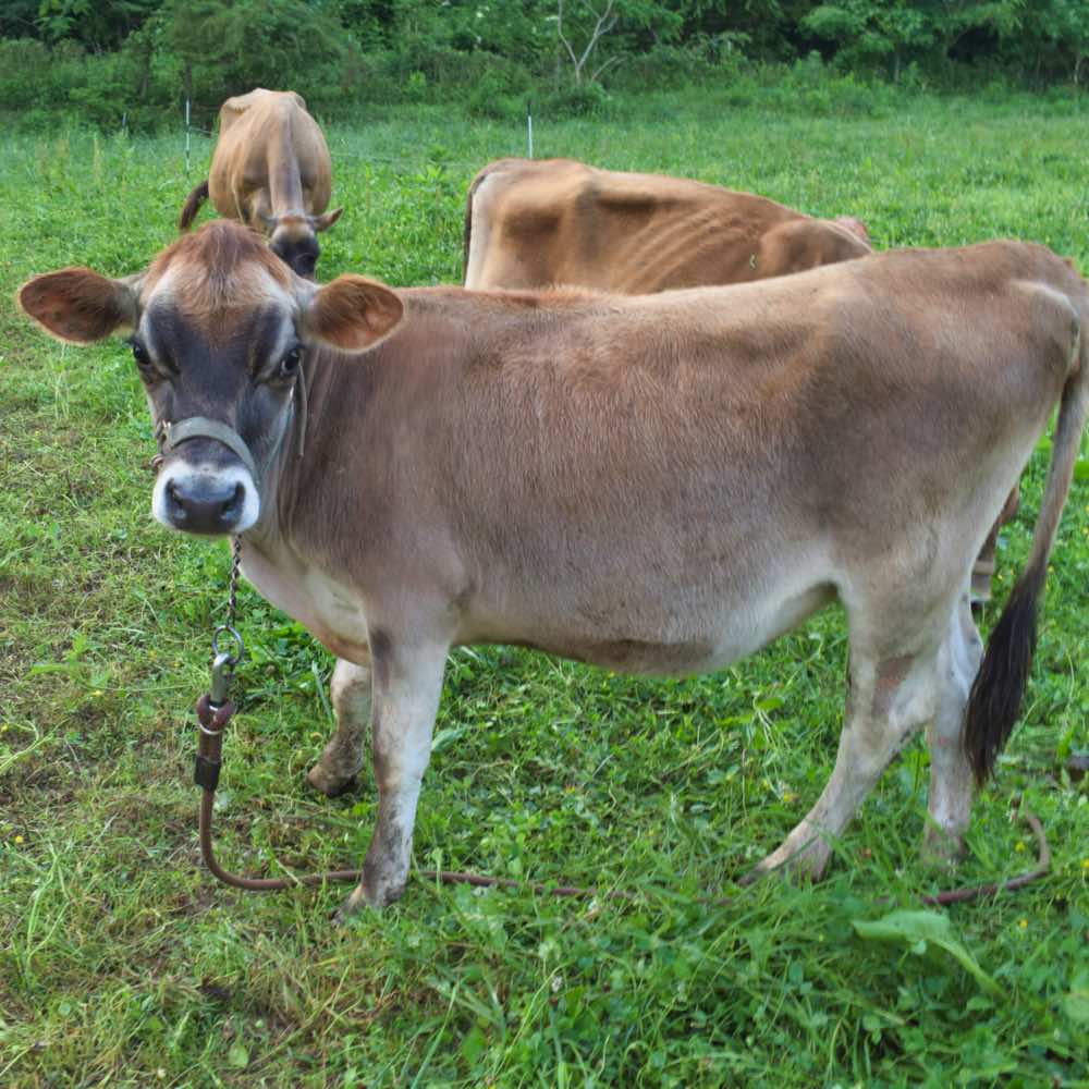 Two year old mini Jersey bull, Rudy
