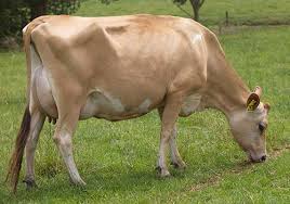 Hillstar%20daughter%20from%20lic