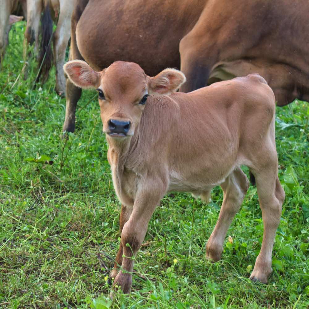 Two year old mini Jersey bull, Rudy