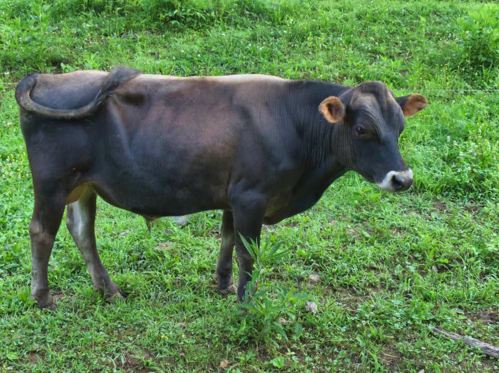 mini jersey sire Rupert