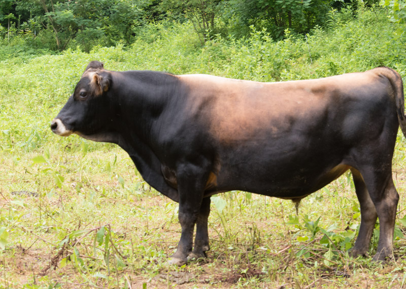 mini jersey sire Rupert