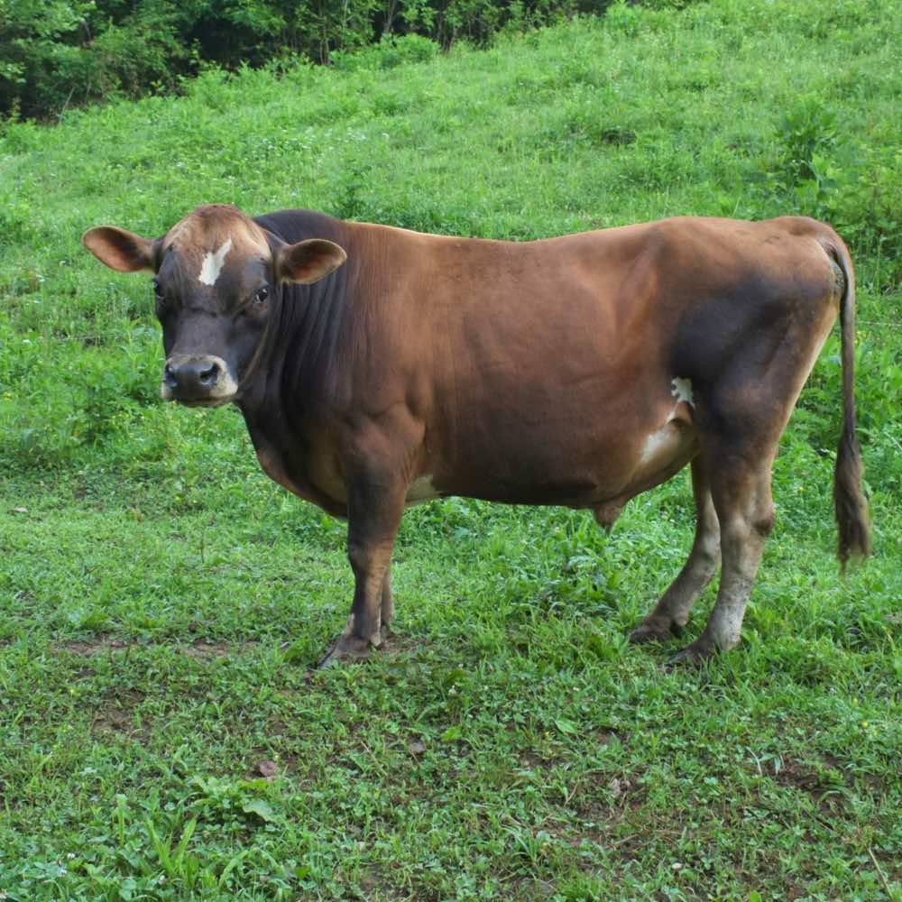 Three year old mini Jersey bull, Rudy