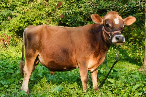 Two year old mini Jersey bull, Rudy