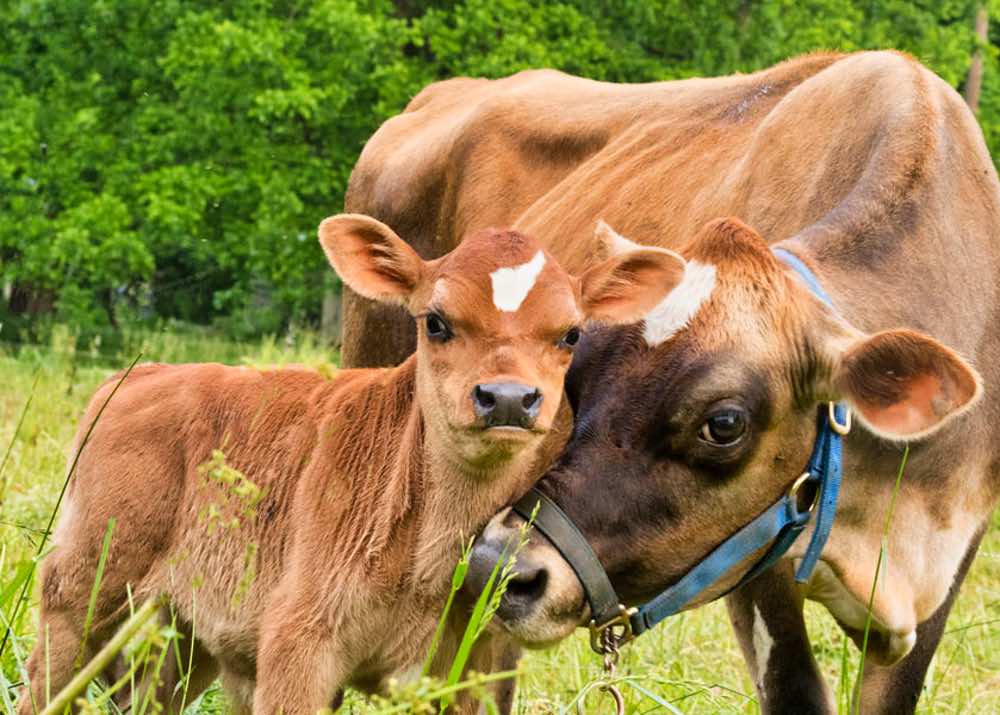 Terrific and-Pearl%207:5%201000jpeg.jpeg