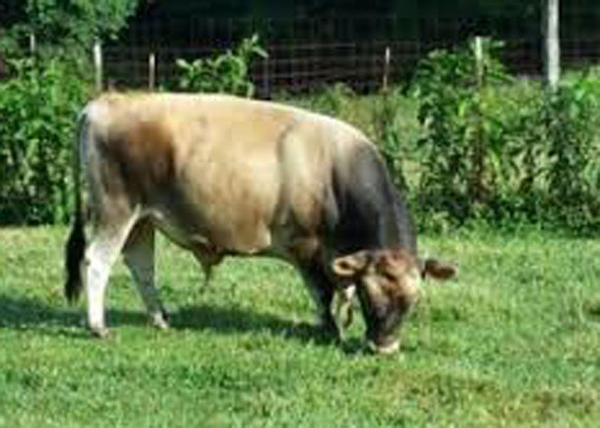 mini jersey sire Rupert