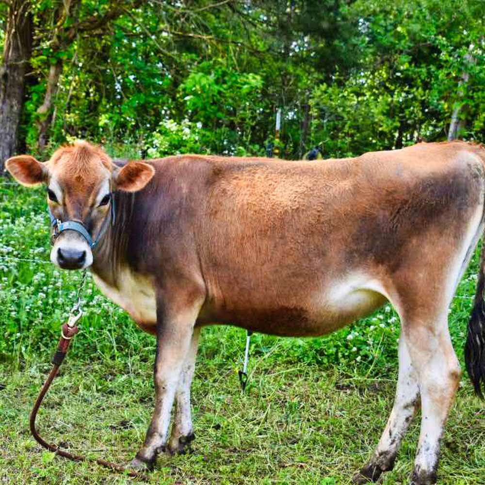 Two year old mini Jersey bull, Rudy