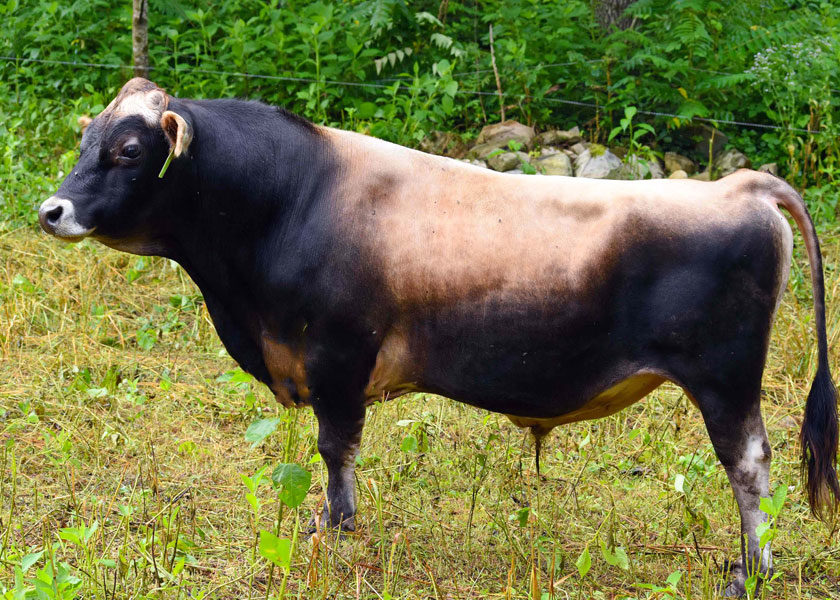 mini jersey sire Rupert