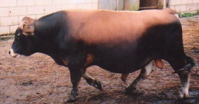 first mini jersey herdsire, riverview gene